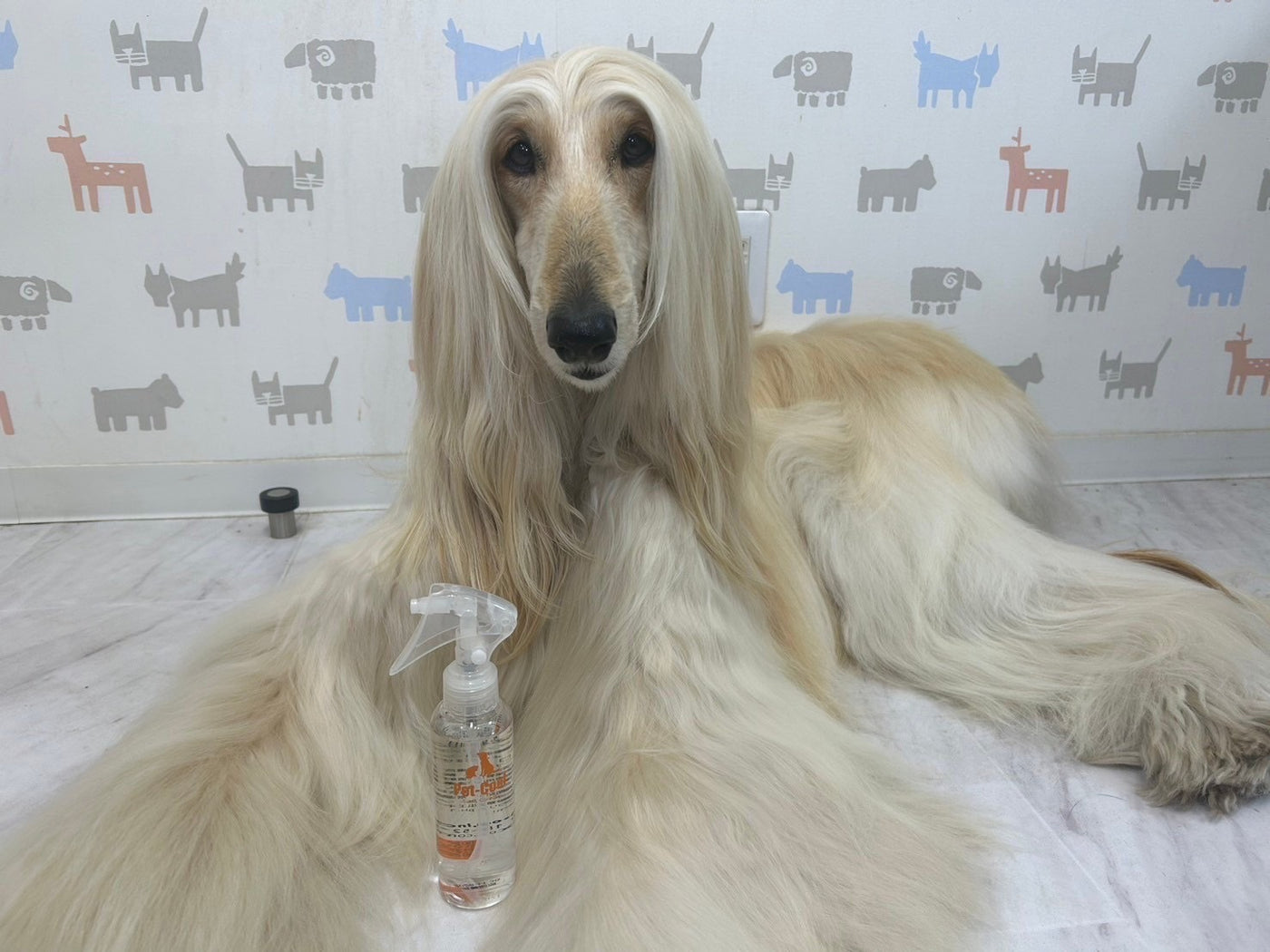 Pet-Coolと愛犬愛猫との
写真をアップ!!